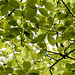 New beech leaves 2