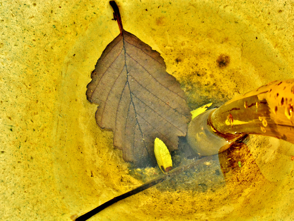 In The Bird Bath. Garden Centre