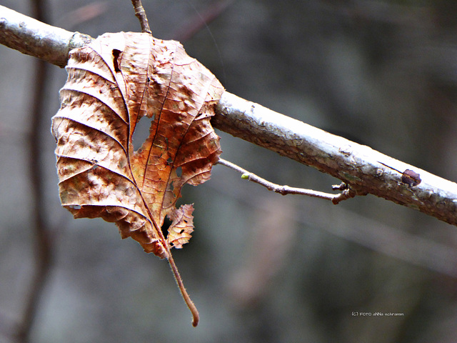 silenzio ... Herbst [2]