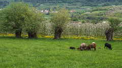 Schafe weiden vor Weiden