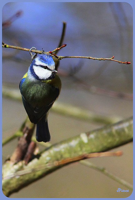 Mésange bleue