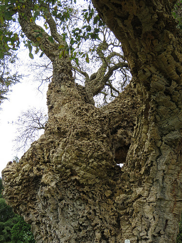 painshill park (147)