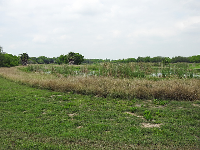 Day 7, Estero Llano Grande State Park