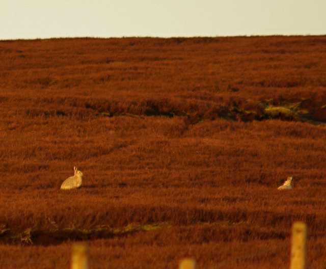 Mountain Hares on Harrop Moss