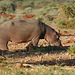 Namibia, Hippopotamus at Watering Place