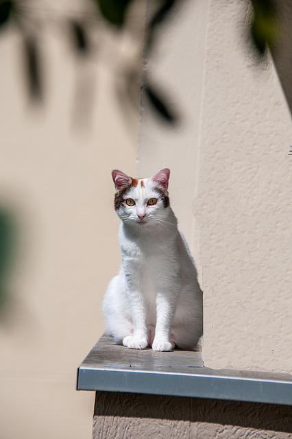 Je te regarde, tu me regardes