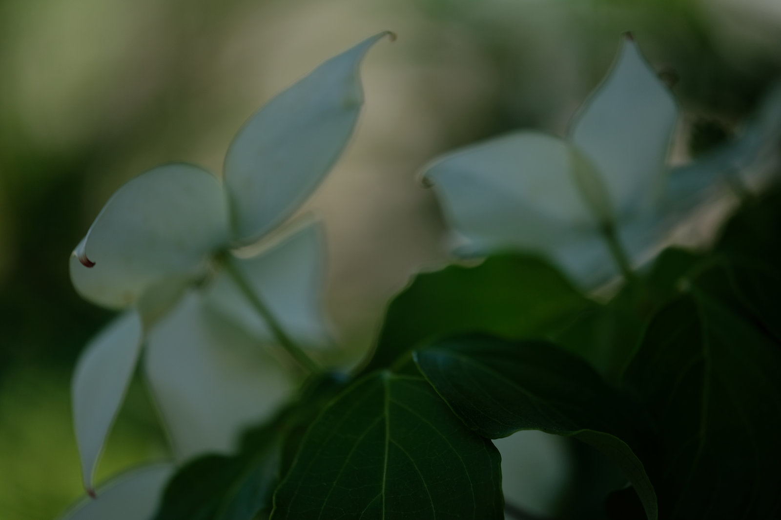 DSCF9178