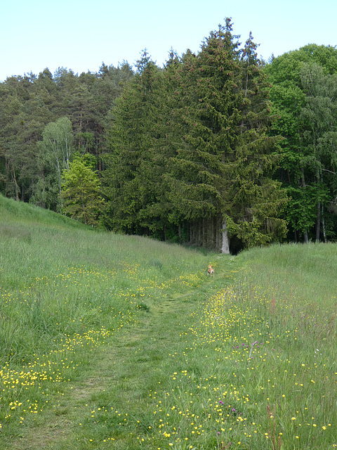 Wald und Wiese