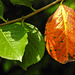 20210813 2434CPw [D~LIP] Apfelbeere (Aronia prunufolia 'Viking'), Bad Salzuflen