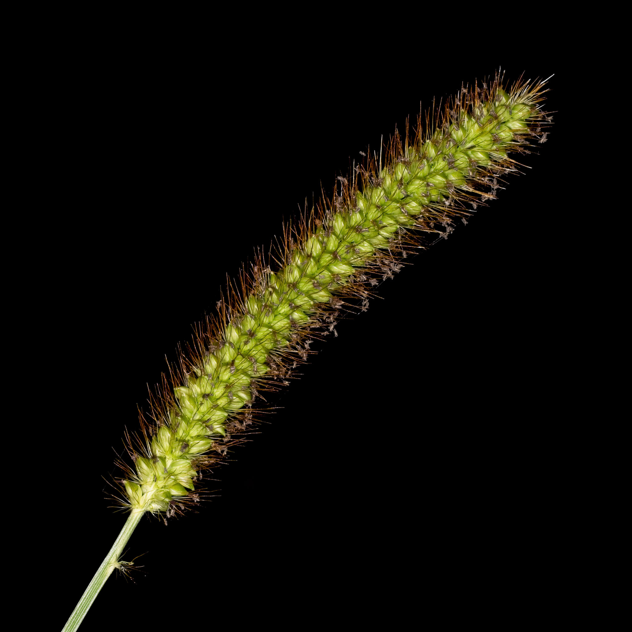 Grass Seed Head