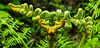 20230528 0274CPw [D~HF] Adlerfarn (Pteridium aquilinum), Bismarckturm, Herford