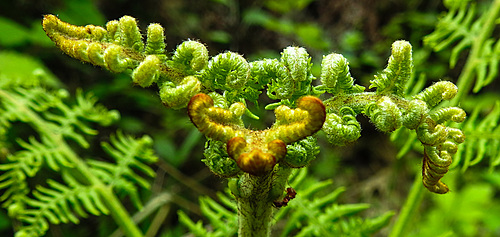 20230528 0274CPw [D~HF] Adlerfarn (Pteridium aquilinum), Bismarckturm, Herford