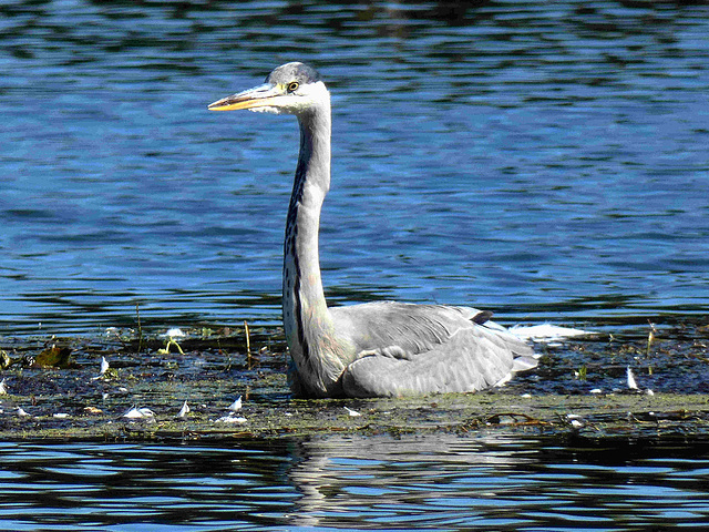 Heron cendré