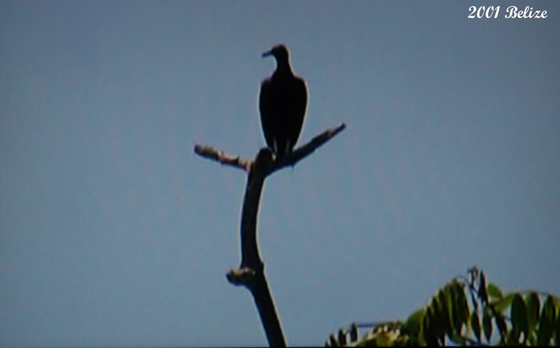 52b Coragyps atratus (Black Vulture)