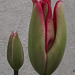The two red tulips getting ready to open