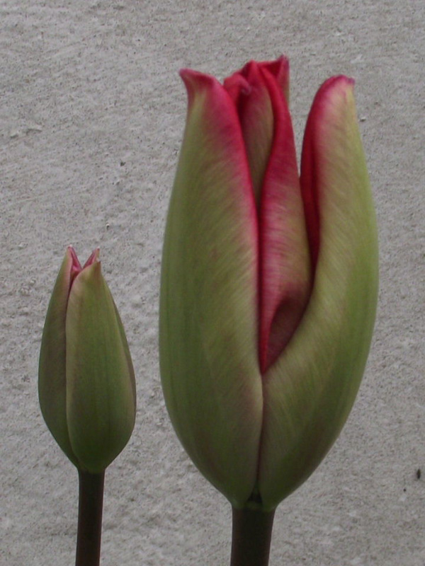 The two red tulips getting ready to open