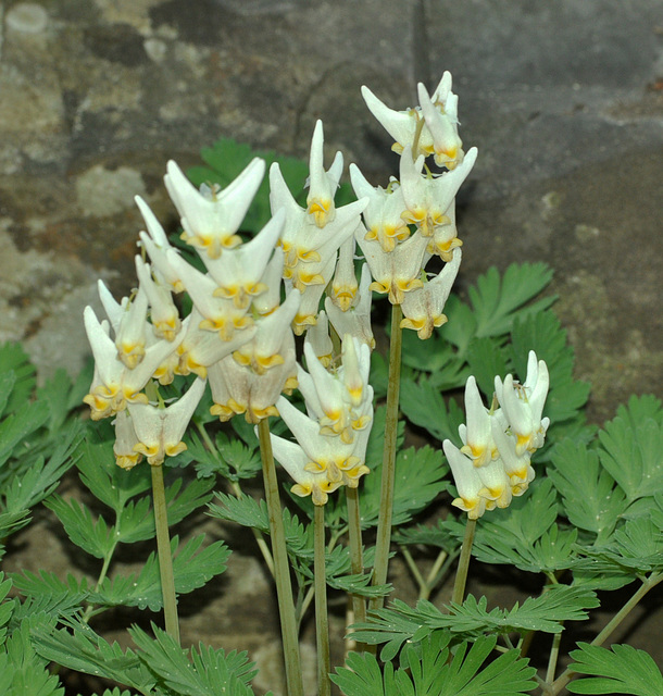 dutchmans breeches may st bruno DSC 0608