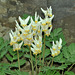 dutchmans breeches may st bruno DSC 0608