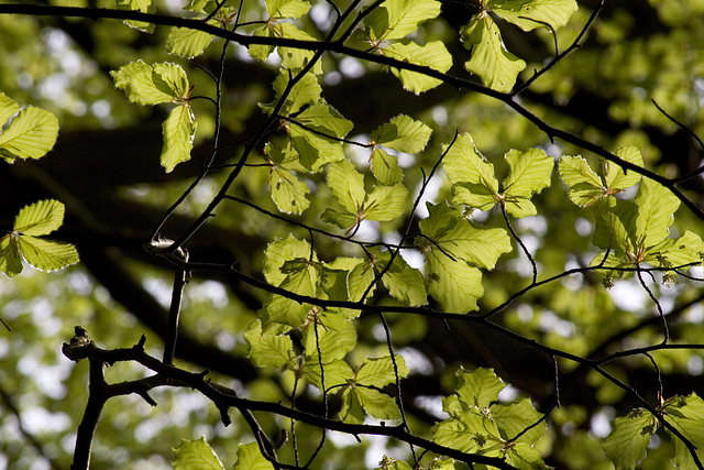 New beech leaves 1