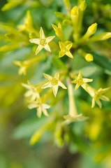 Cestrum