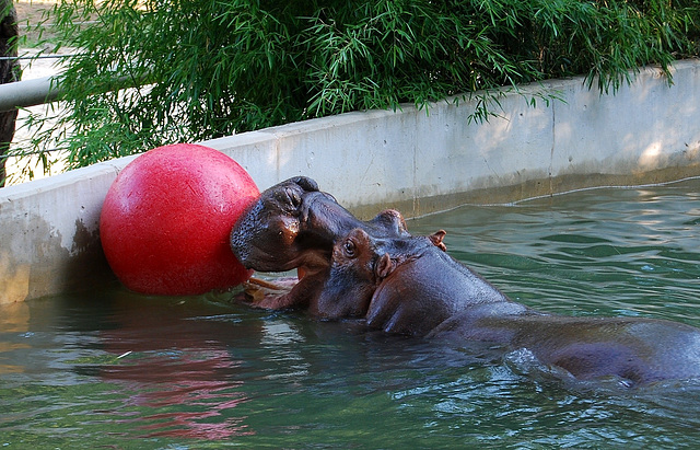 Happy Hippo!