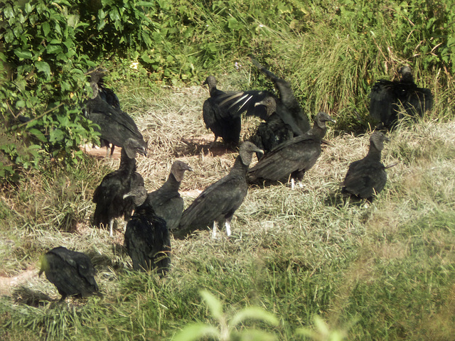 Black Vultures, Nariva Swamp afternoon
