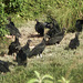 Black Vultures, Nariva Swamp afternoon