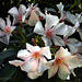 Blütenpracht Oleander