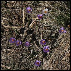 Crocus vernus