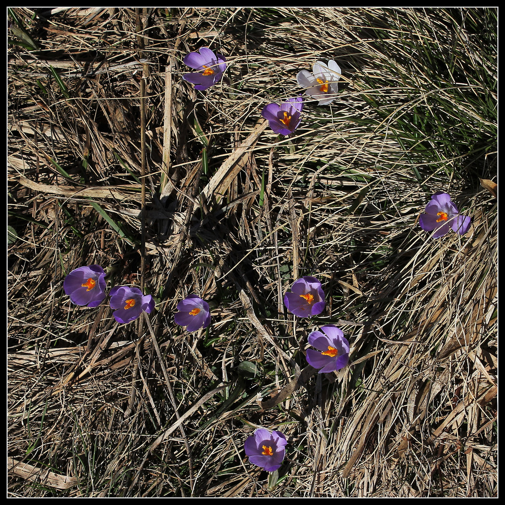 Crocus vernus (2)