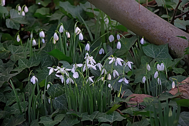 Snow Drops in the Shade   /   Feb 2020