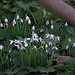 Snow Drops in the Shade   /   Feb 2020
