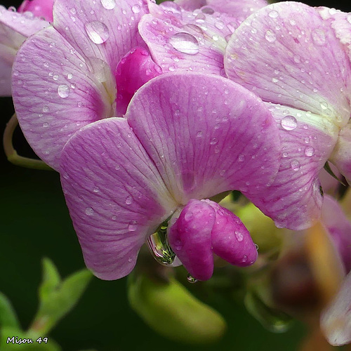 DANS MON JARDIN