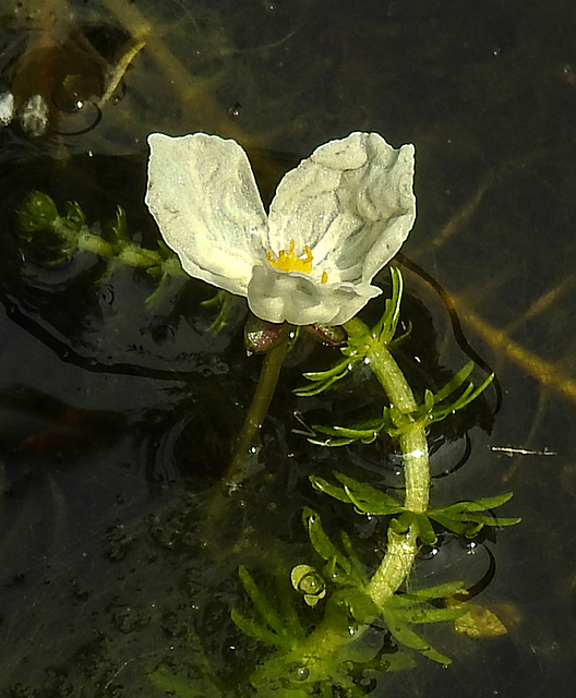 20210813 2436CPw [D~LIP] Wasser-Pest (Egeria densa), Bad Salzuflen