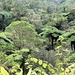 Forêt primaire de Bélouve. (974, Ile de la Réunion). 10 juillet 2021.