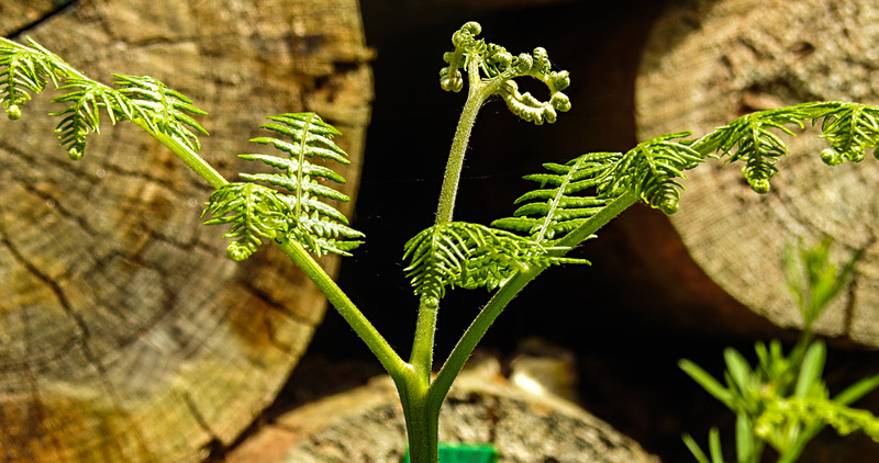 20230528 0275CPw [D~HF] Adlerfarn (Pteridium aquilinum), Bismarckturm, Herford