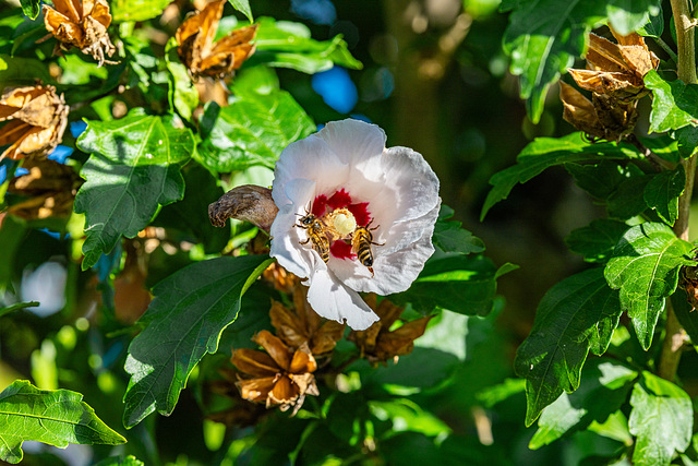 Fleißbienen