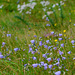 Harebells