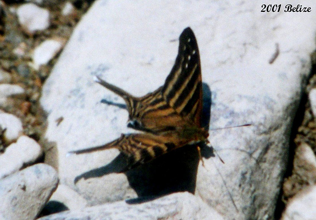 53 Marpesia chiron (Many-banded Daggerwing)