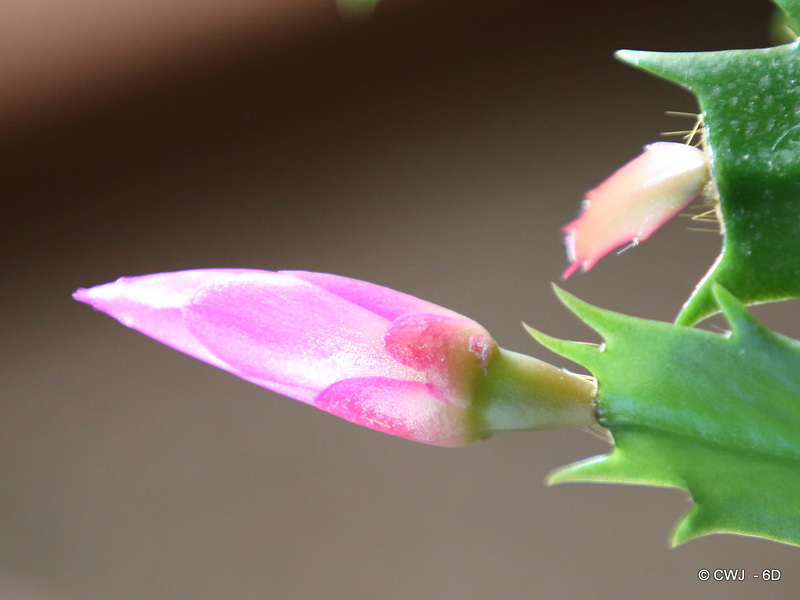 A very confused Christmas Cactus (Schlumbergera)