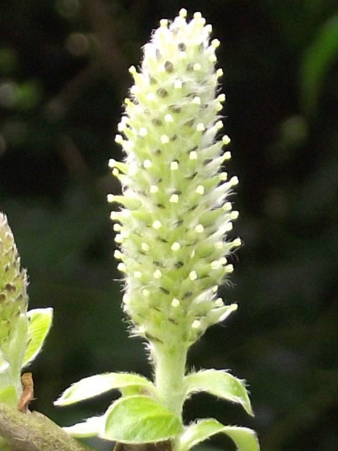 Unusual growth on the bushes