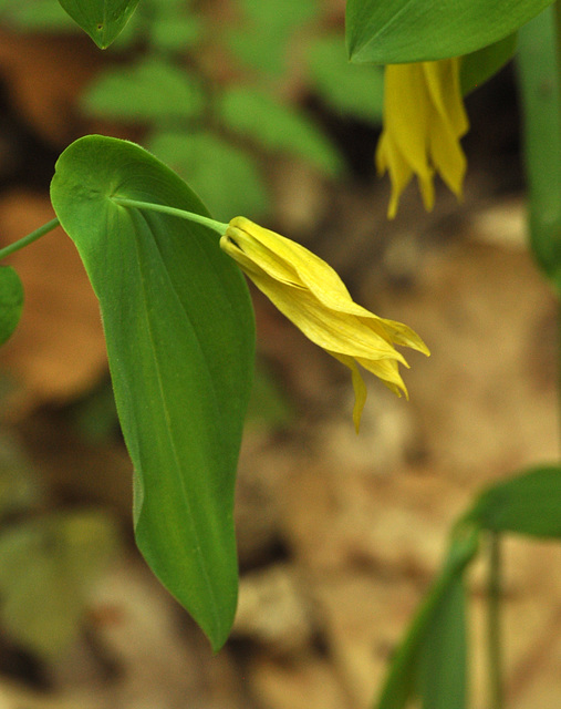 perfoliate bellwort DSC 0724