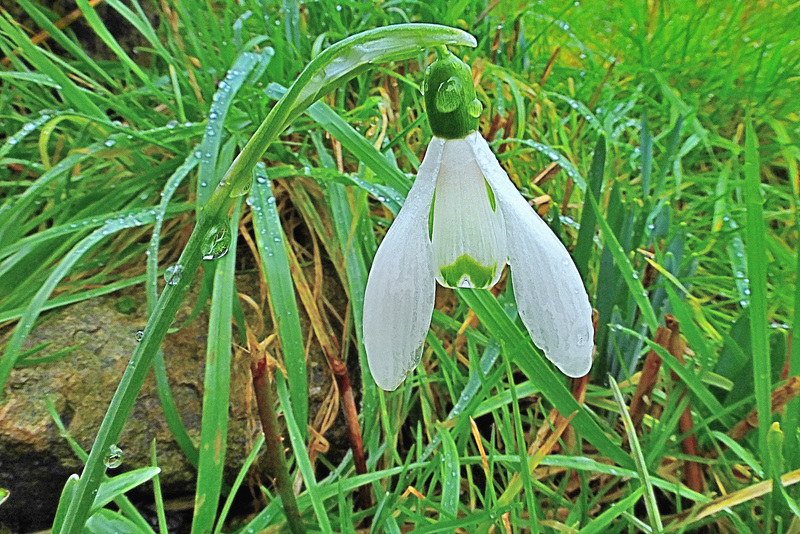 Snowdrop   /   Feb 2016