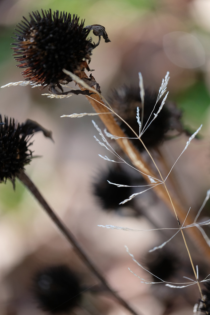 DSCF1678