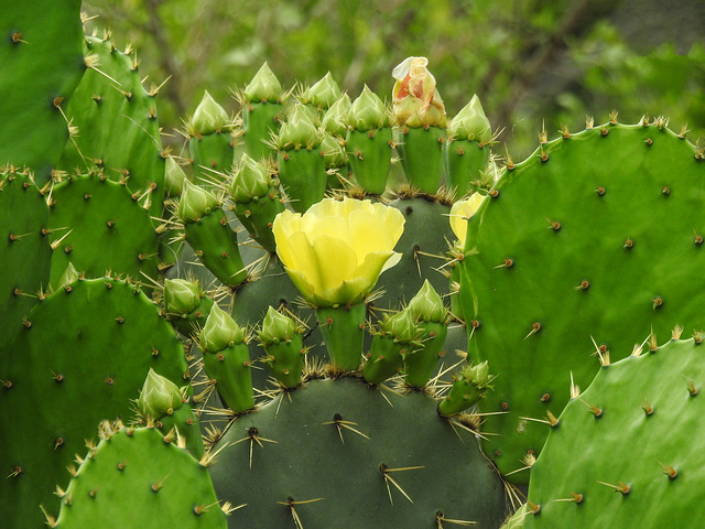 Day 7, Cacti, Estero Llano Grande State Park, Texas