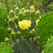 Day 7, Cacti, Estero Llano Grande State Park, Texas
