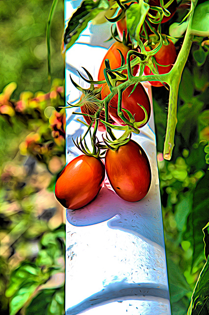 more tomatoes