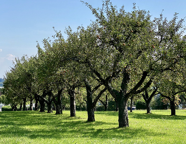 Apfelbäume