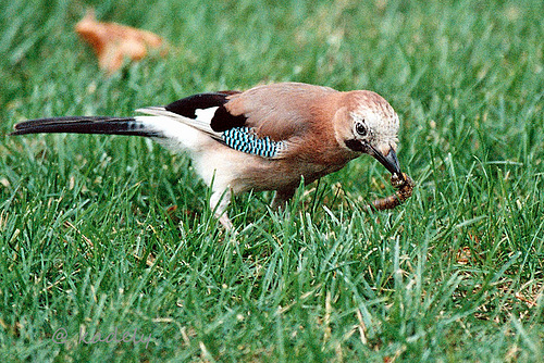 Photo01a 2 geai vichy 1989  (blog)