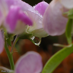 DANS MON JARDIN